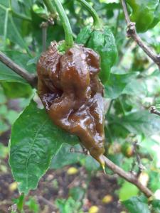 Chocolate Bhutlah - Fire Dragon Chillies