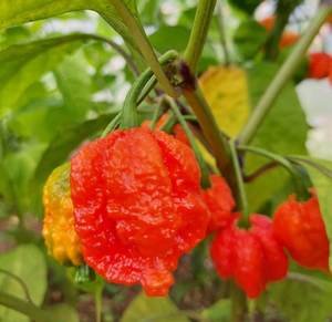 Hurt Berry - Fire Dragon Chillies