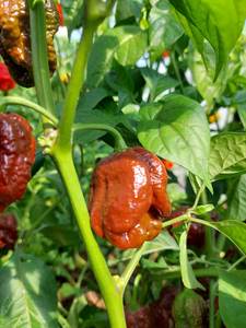 Trinidad Douglah - Fire Dragon Chillies