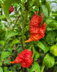 7 Pot Primo Chilli Seeds - Fire Dragon Chillies