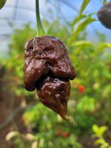 Choc Butch T Scorpion - Fire Dragon Chillies
