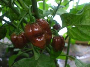 Congo Black Habaneros - Fire Dragon Chillies