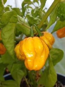 Yellow Scotch Brain - Fire Dragon Chillies