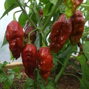 Choc Bhut Jolokia Seeds - Fire Dragon Chillies