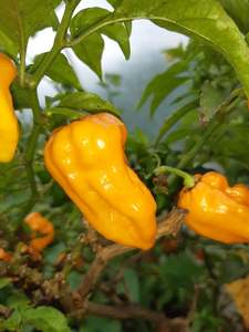 Orange Naga - Fire Dragon Chillies