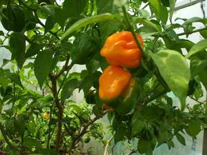Scotch Bonnet Big Sun - Fire Dragon Chillies