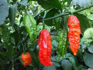 Red Bhut Jolokia - Fire Dragon Chillies