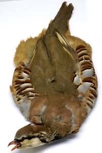 Fly Materials: Feathers