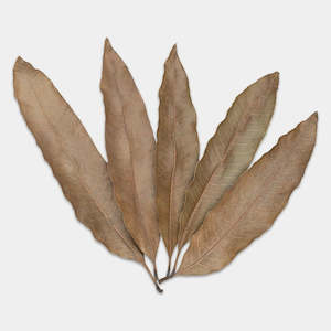 Mango Leaves