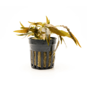 Bunched Potted Plants: Cryptocoryne Axelrodi
