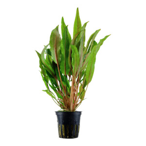 Bunched Potted Plants: Cryptocoryne Undulata (Broadleaf)