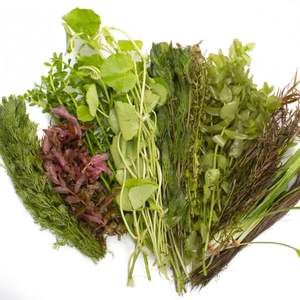 Bunched Potted Plants: Aquarium Plant Bundle