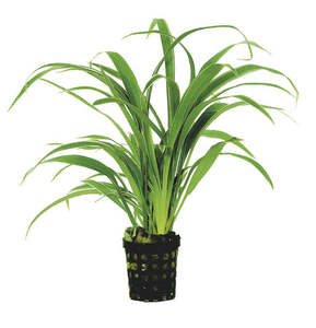 Bunched Potted Plants: Spider Plant (Chlorophytum Bicthetti)