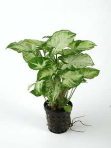 Bunched Potted Plants: Pink Stardust (Syngonium Podophyllum)