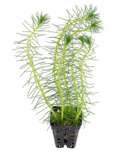 Bunched Potted Plants: Water Milfoil (Myriophyllum Propinguum)