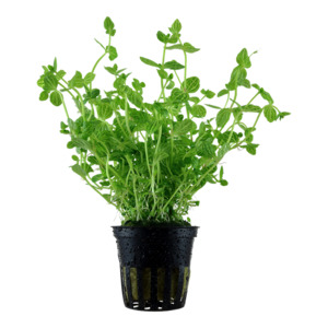 Bunched Potted Plants: Lindernia Rotundifolia