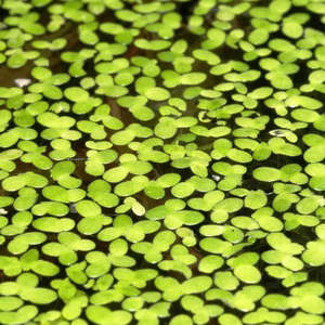 Bunched Potted Plants: Duckweed (Lemna Minor)