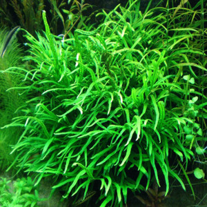 Bunched Potted Plants: Needle Leaf Java Fern