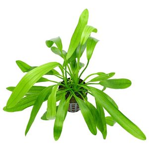 Bunched Potted Plants: Uruguayenesis Sword (Echinodorus Uruguayenesis)