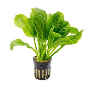 Bunched Potted Plants: Tropica Sword (Echinodorus Parviflorus Tropica)