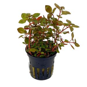 Bunched Potted Plants: Ludwigia Palustris