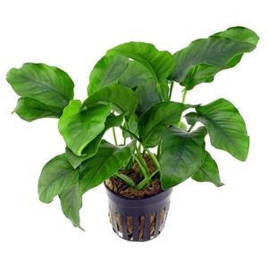 Bunched Potted Plants: Anubias Barteri