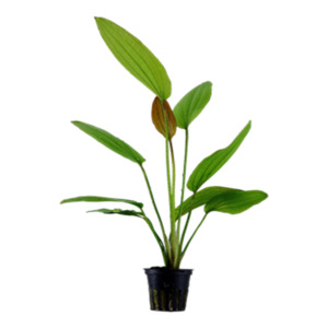 Bunched Potted Plants: Rose Sword (Echinodorus Rose)