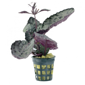 Bunched Potted Plants: Scarlet Leaf (Hemigraphis Colorata)