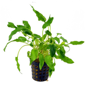 Bunched Potted Plants: Cryptocoryne Walkeri