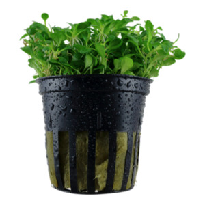 Bunched Potted Plants: Glossostigima Elatinoides