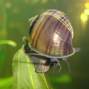 Apple Snail - Brown