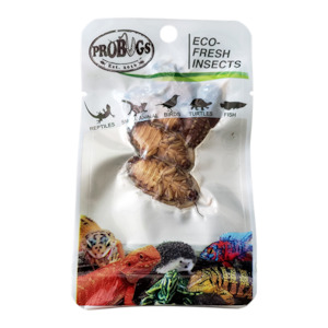 Pro Bugs: Pro Bugs Dubai Cockroachs