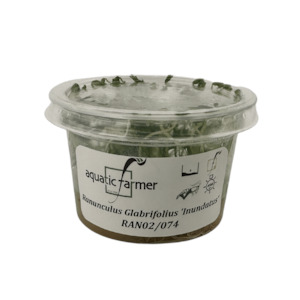 Ranun Glabrifolius 'Inundatus' (Tissue Culture)