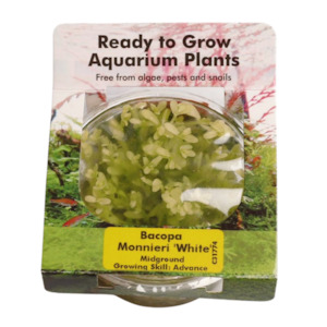 Bacopa M. 'Compact White' (Tissue Culture)