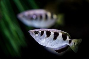 Out Of Stock Fish: Banded Archer