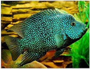 Out Of Stock Fish: Carpintis Cichlid