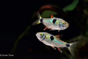 Out Of Stock Fish: Bucktooth Tetra