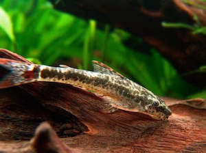 Out Of Stock Fish: Red Fin Otocinclus