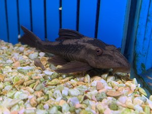 Out Of Stock Fish: Rusty Pleco (L310)