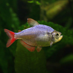 Columbian Tetra
