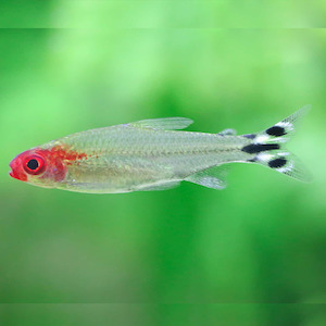Rummynose Tetra