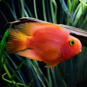 American Cichlids: Red Blood Parrot Fish