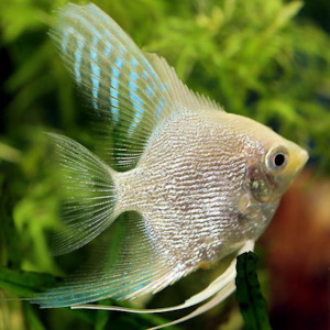 Angel Fish: Platinum Angel Fish