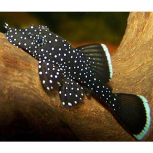 Pleco: Starlight Pleco (L183)