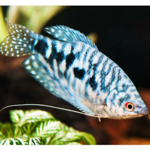 Blue Opaline Gourami
