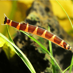 Kuhli Loach