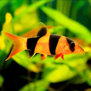 Clown Loach