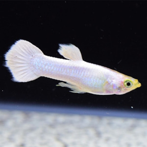Elephant Ear White Guppy (Pair)
