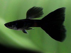 Livebearers: Black Elephant Ear Guppy (Trio)