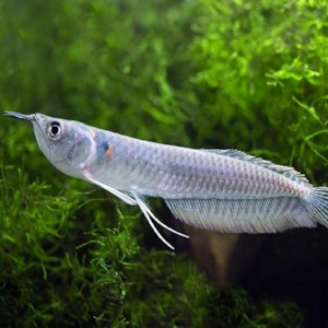 Oddball Arowana: Silver Arowana
